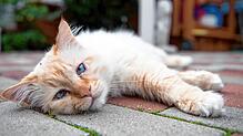 Ein Autofahrer hat in Beuggen offenbar absichtlich eine Katze totgefahren, nachdem ein Fußgänger versucht hatte, dem Tier zu helfen. ...
