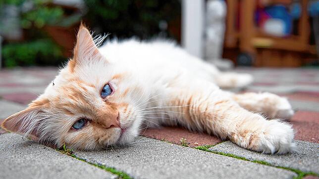 Ein Autofahrer hat in Beuggen offenbar absichtlich eine Katze totgefahren, nachdem ein Fußgänger versucht hatte, dem Tier zu helfen. ...