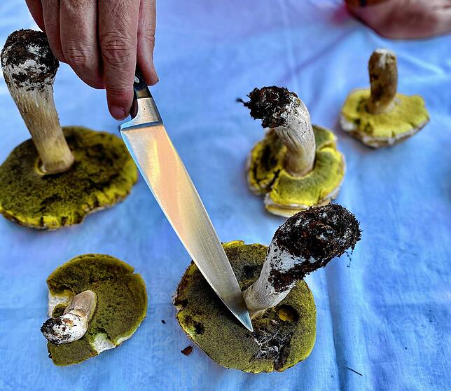 Dieser Pilz zeigt einen Schimmelbefall. Er darf keinesfalls verzehrt werden.