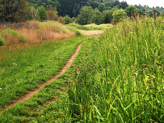 Hoch gewachsene Gräser, viel Grün und die Möglichkeit, die Stille zu genießen: Die Fahrrad- oder Spazierstrecke bietet Erholung vom ...