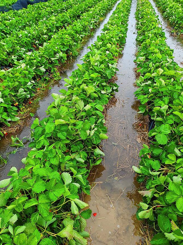 07. Juni 2024: Für Landwirte ist der Dauerregen katastrophal. Das Hochwasser vernichtet die Ernte an vielen Höfen. Die Landwirte Hubert ...