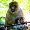 Diese Berberaffen-Mutter lebt mit ihren Babys auf dem Affenberg in Salem. Die Tiere sind für Besucher auch auf dem Affenberg Kintzheim ...