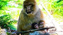 Diese Berberaffen-Mutter lebt mit ihren Babys auf dem Affenberg in Salem. Die Tiere sind für Besucher auch auf dem Affenberg Kintzheim ...