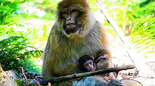 Diese Berberaffen-Mutter lebt mit ihren Babys auf dem Affenberg in Salem. Die Tiere sind für Besucher auch auf dem Affenberg Kintzheim ...