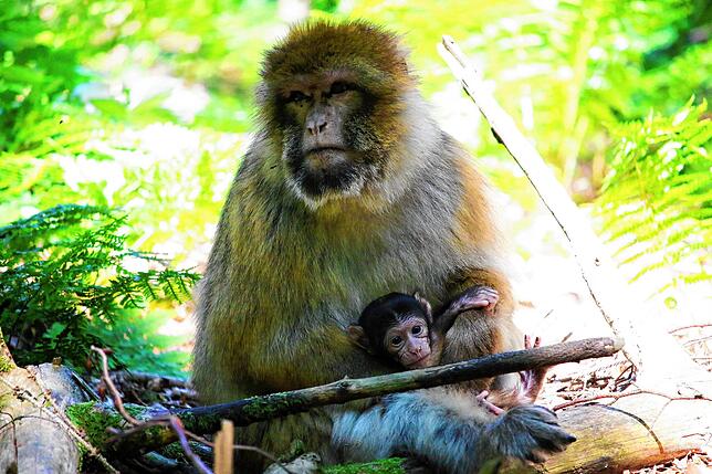 Diese Berberaffen-Mutter lebt mit ihren Babys auf dem Affenberg in Salem. Die Tiere sind für Besucher auch auf dem Affenberg Kintzheim ...