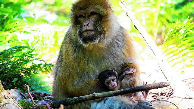 Diese Berberaffen-Mutter lebt mit ihren Babys auf dem Affenberg in Salem. Die Tiere sind für Besucher auch auf dem Affenberg Kintzheim ...