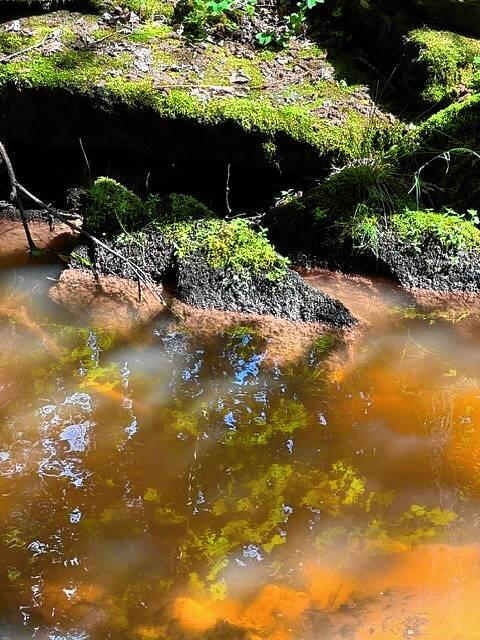 Auch den Steinen am Ufer lagert sich das Sediment ab.