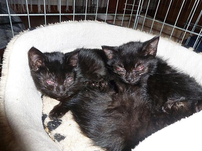 Wilde Katzen leiden oft unter Infektionskrankheiten, die auf Hauskatzen übertragen werden können.