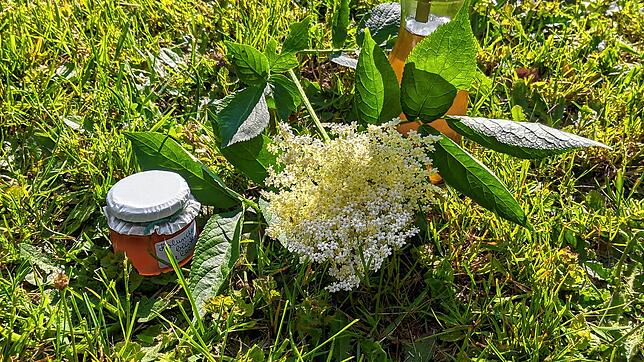Tee, Gelee, Saft oder Läusemittel: Aus Holunder lassen sich viele Produkte selbst herstellen.