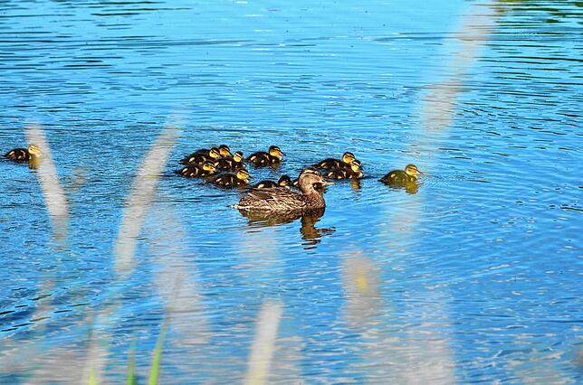 Die Freiwillige Feuerwehr Reichenau rettet einem Enten-Küken das Leben und erhält dabei spontan Hilfe von Anwohnern und Passanten.