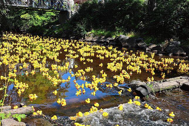 Tausende Kunststoffenten schwimmen in der Brigach um die Wette.