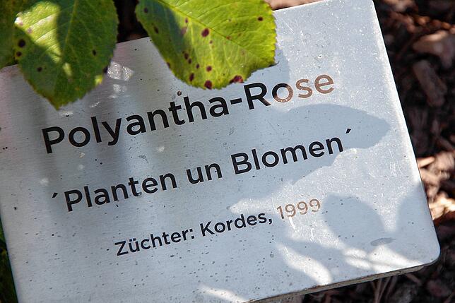 Kleine Info-Tafeln verraten, um welche der 100 Rosensorten es sich handelt.