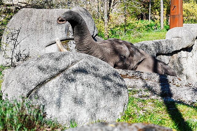 Tusker erkundet das Gelände.