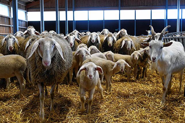Die Jungtiere sind ziemlich neugierig – im Winterstall, in dem die Herde auch vor Füchsen geschützt ist, beäugen sie den Reporter. Zum ...