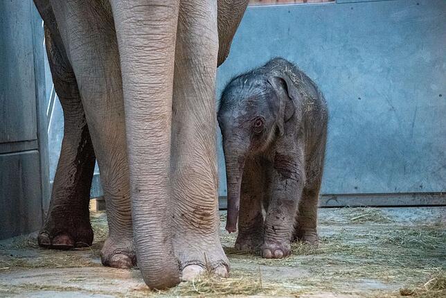 Bild 3: So zuckersüß ist der Nachwuchs im Zoo Zürich
