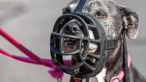 Hunde, die Fahrgästen in Bussen gefährlich werden können, müssen zwingend einen Maulkorb tragen. Unser Foto zeigt eine American ...