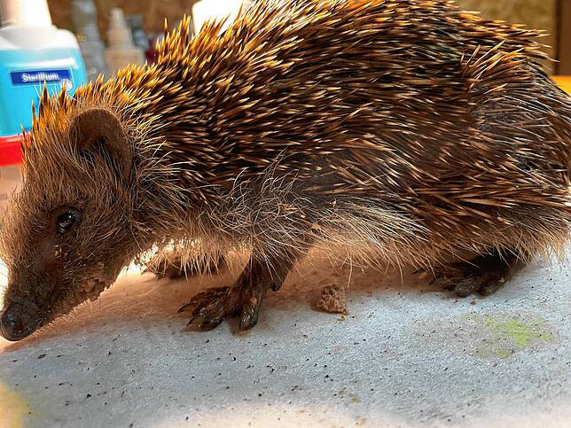 Hier zeigt sich der unterernährte Igel Freddy mit 480 Gramm Gewicht. Sein Sollgewicht wären 1000 bis 1200 Gramm. Der Hungerknick im ...
