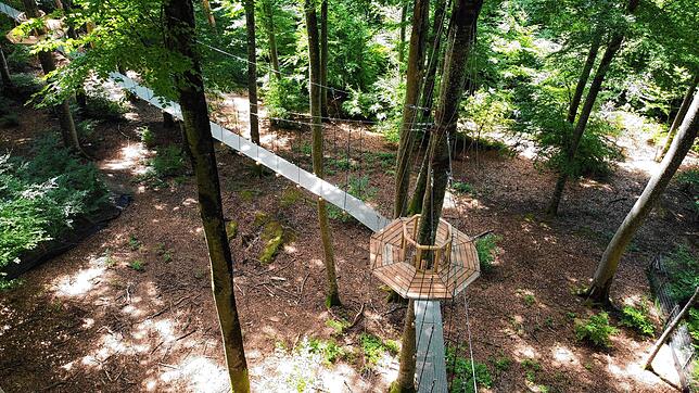 Am Affenberg wird aktuell ein Baumpfad gebaut. Bevor Besucher hier mit Affen auf Augenhöhe zwischen den Buchen klettern dürfen, müssen ...