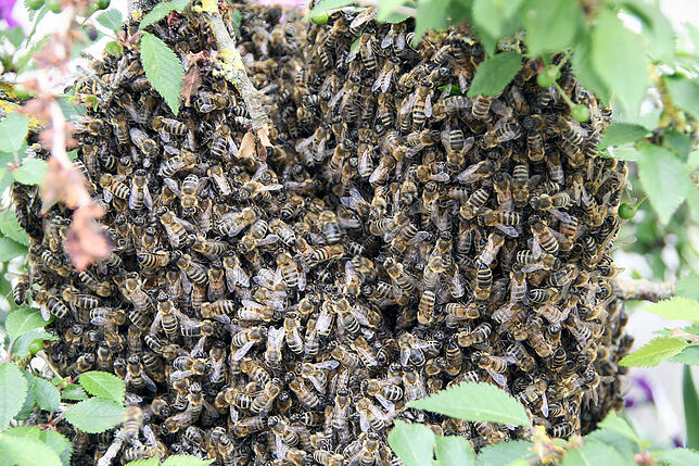Bild 12: Was jeder gegen das Insektensterben tun kann