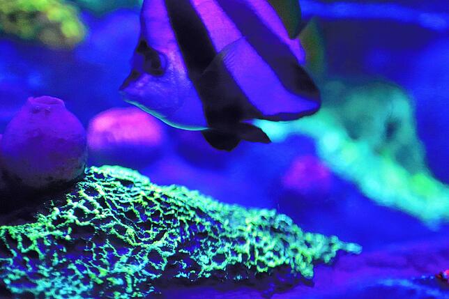 Bild 10: Sea Life öffnet wieder. Was ist neu im Inneren?