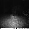 Hund oder Wolf? Ein Forstexperte bewertet jetzt für den SÜDKURIER dieses Foto einer Wildkamera, die bei Niedereschachausgelöst hat. ...