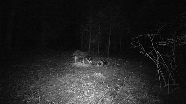 Hund oder Wolf? Ein Forstexperte bewertet jetzt für den SÜDKURIER dieses Foto einer Wildkamera, die bei Niedereschachausgelöst hat.