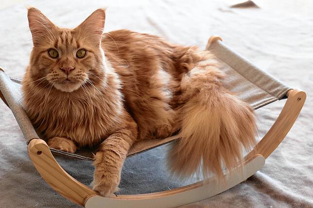 So lässt es sich aushalten: Kater Elliot macht es sich auf der Liege gemütlich.
