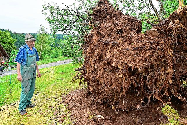 Johann Georg Weisser steht neben dem umgestürzten Baum.