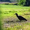 Einer der Überlinger Jungvögel stapft über eine Wiese. Die jungen Waldrappe sind unter anderem daran zu erkennen, dass sie noch keinen ...