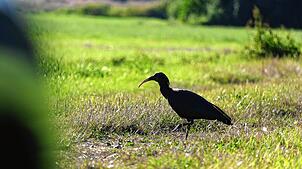 Einer der Überlinger Jungvögel stapft über eine Wiese. Die jungen Waldrappe sind unter anderem daran zu erkennen, dass sie noch keinen ...