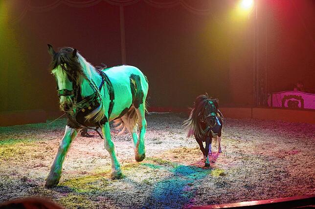 Bild 27: Zirkus Rudolf Renz begeistert in Tengen