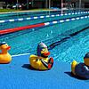 Hintereinander her schwimmen wie diese Quietsche-Enten müssen Besucher der Freibäder in Waldshut und Tiengen in dieser Badesaison. Bild: