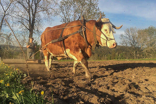 Filou bei der Arbeit. Im Frühjahr zieht er landwirtschaftliche Geräte für die Feldarbeit. Im Herbst zieht er kleiner Holzstämme aus dem ...