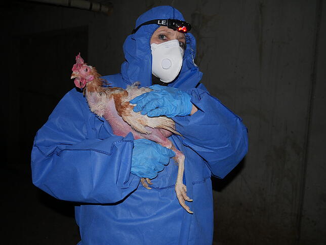 Nicole trägt ein Huhn auf dem Arm. Die Rentnerin hat drei Stunden Fahrt auf sich genommen, um den Verein bei der Ausstallung zu ...