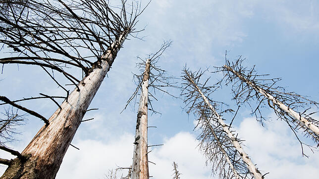 Ein vom Borkenkäfer zerstörter Fichtenwald. Der deutsche Wald leidet unter Dürre und Hitze und ist deshalb anfällig für den Befall der ...