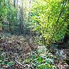 Die Leiche wurde in einem Waldstück zwischen Schmitzinger Straße und Seltenbach gefunden. Die Perspektive ist in Blickrichtung Waldshut. ...