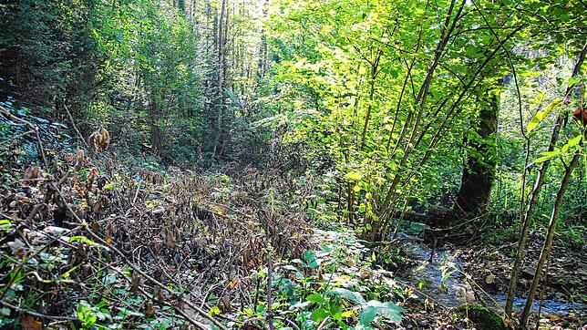 Die Leiche wurde in einem Waldstück zwischen Schmitzinger Straße und Seltenbach gefunden. Die Perspektive ist in Blickrichtung Waldshut. ...