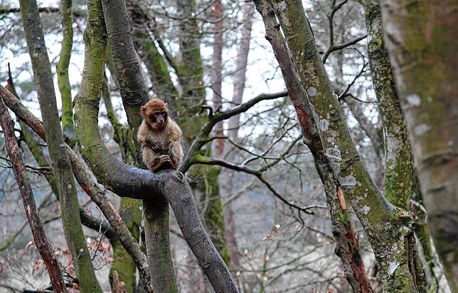 Ein einjähriger Affe sitzt auf einem Baum.