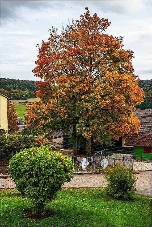 Bild 13: So schön ist der goldene Oktober: Leserreporter zeigen ihre schönsten Herbst-Impressionen