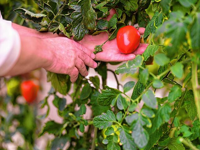 40 Kilo Tomaten konnte René Dittrich in diesem Jahr ernten.