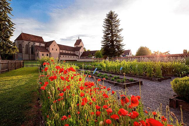 Der Mohn blüht im März 2022 in den Klostergärten auf der Insel Reichenau.