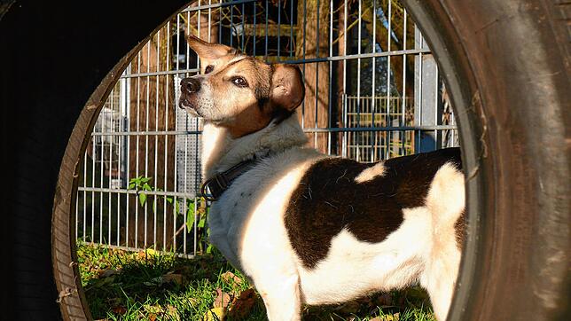 Herrchen und Frauchen müssen jetzt mehr zahlen. Der Nasenfaktor ist dabei entscheidend: Für die erste Hundenase werden ab Januar 120 ...
