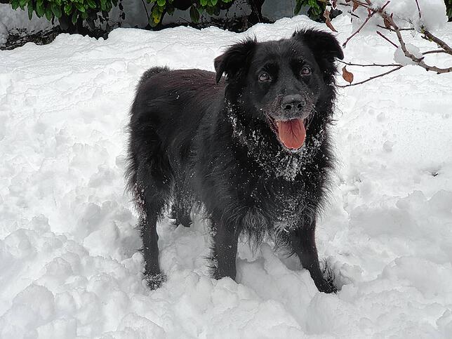 Hütehund Bruno (11) genießt die Schneemassen.