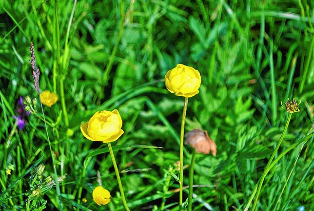 Bild 4: Wie Landschaftspfleger dafür sorgen, dass es im Landkreis Waldshut grünt und blüht