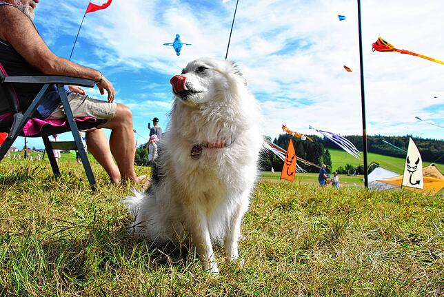Bild 19: So schön war es auf dem Familiendrachenfest in Hütten