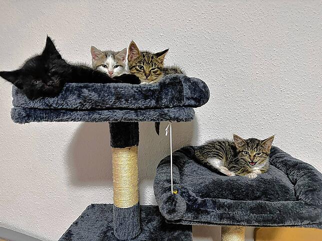 Etwas scheu schauen diese süßen Katzen in die Kamera, sie sind mit großem Engangement durch Mitglieder des Tierschutzvereins ...