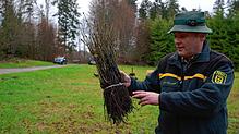 Thomas Emmerich, Forstbezirksleiter im Südschwarzwald, ist zufrieden mit der Lieferung der Stiel- und Traubeneichen für den ...