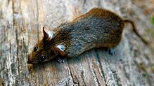 Der Kampf gegen eine Ratte (Symbolbild) kam eine Seniorin aus Meckenbeuren teuer zu stehen.