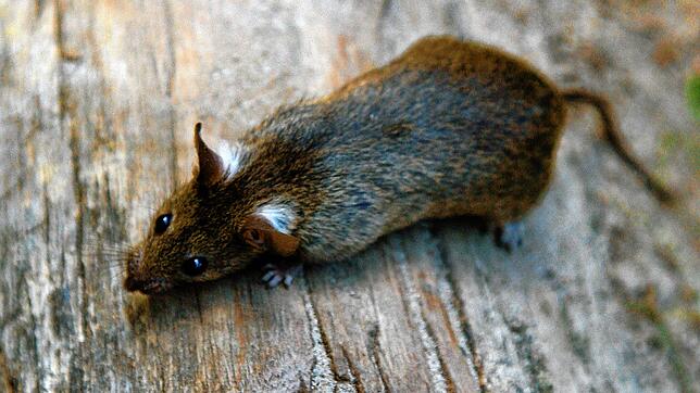 Der Kampf gegen eine Ratte (Symbolbild) kam eine Seniorin aus Meckenbeuren teuer zu stehen.