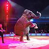 Elefantenballett in der Manege wie hier 2017 beim Gastspiel des Zirkus Busch: Das könnte es in Konstanz auch zukünftig geben.
